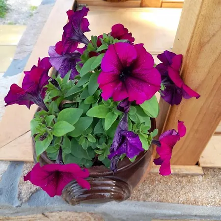 Bed & Breakfast Guest House-restaurant St. George / къща за гости-ресторант свети георги Gabrovo