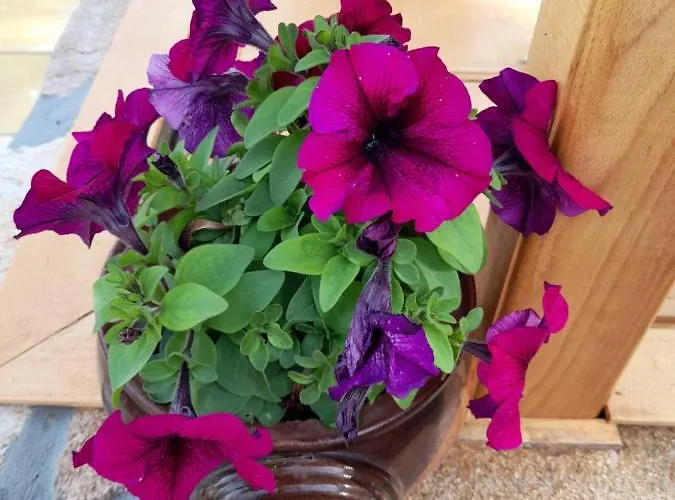 Нощувка със закуска (B & B) Guest House-restaurant St. George / къща за гости-ресторант свети георги Габрово